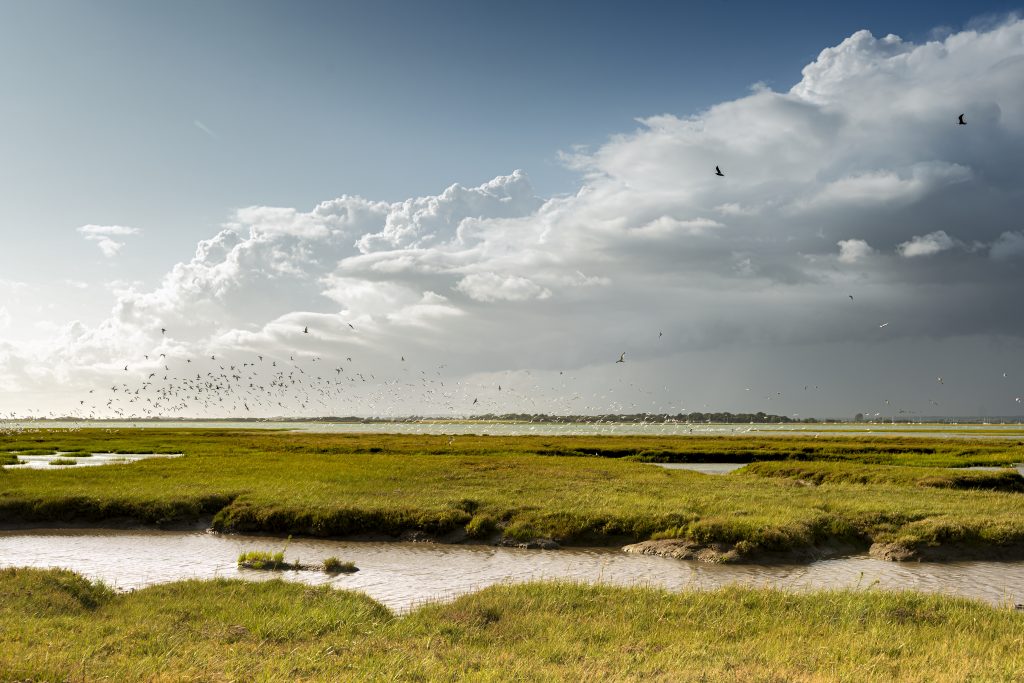 A saltmarsh with channels filled with water running through it and birds flying over in grey sky.