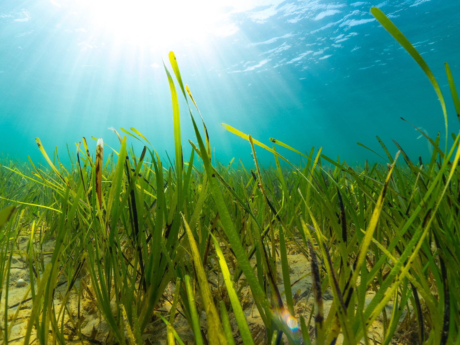 New Solent Map To Help Boaters And Seagrass Solent Seascape Project