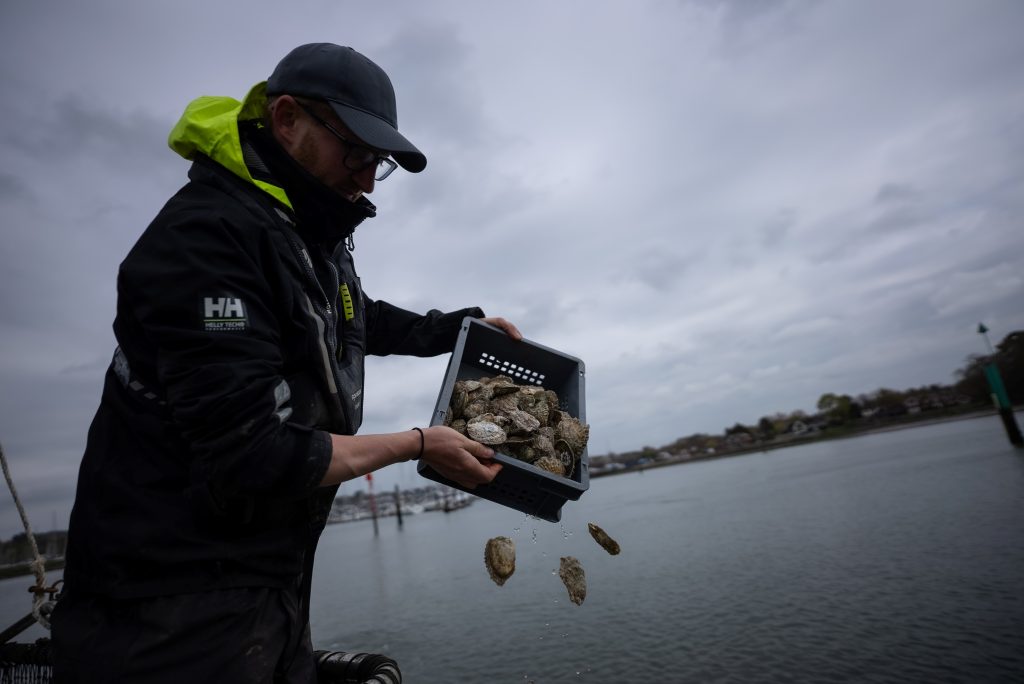 Person standing on a boat dropping oysters into the Solent waters.