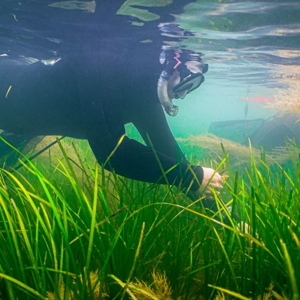 A diver in a black wetsuit and mask floating above green seagrass.