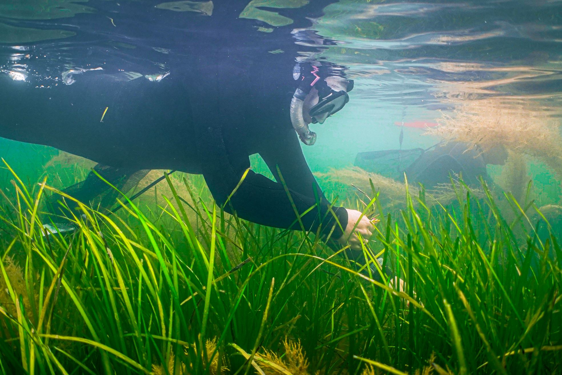 A diver in a black wetsuit and mask floating above green seagrass.