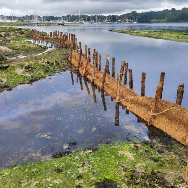 Coir rolls with wooden stakes around them in the creek at high tide.