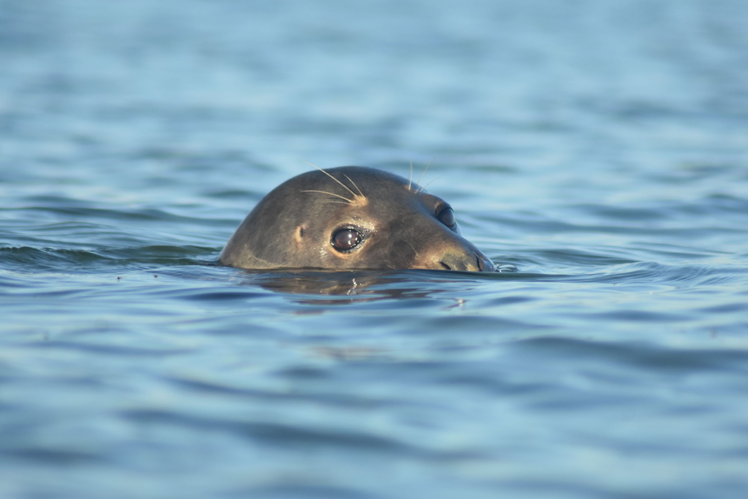 Seal looking out of the water