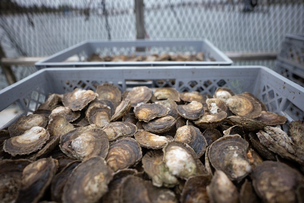 Oysters in crates